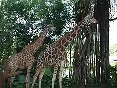 Rothschild's giraffe