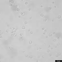 Single cell state of Yarrowia lipolytica