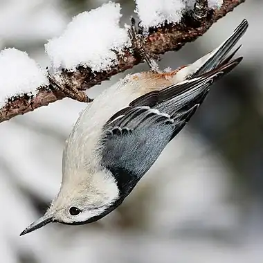 Image 20White-breasted nuthatchMore selected pictures