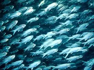 Image 35Schooling threadfin, a coastal species (from Pelagic fish)