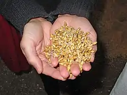 Image 44Malted barley before kilning or roasting (from Brewing)