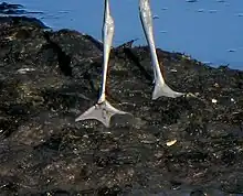 Unlike other waders, Pied avocet has webbed foot, and can swim well.