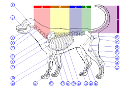 Image 13Skeleton of a dog. 1. Cranium 2. Maxilla 3. Mandible 4. Atlas 5. Axis 6. Scapula 7. Spine of scapula 8. Humerus 9. Radius 10. Ulna 11. Phalanges 12. Metacarpal Bones 13. Carpal Bones 14. Sternum 15. Cartilaginous part of rib 16. Ribs 17. Phalanges 18. Metatarsal Bones 19. Tarsal Bones 20. Calcaneus 21. Fibula 22. Tibia 23. Patella 24. Femur 25. Ischium 26. Pelvis (from Dog anatomy)