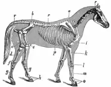 Image 21A horse's skeleton (from Equine anatomy)