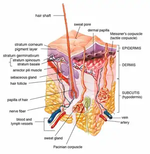 "Meissner's corpuscle" labeled at upper right