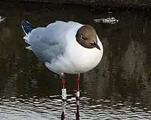 Ringed adult in summer.