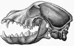 Image 3Lateral view of a dog skull - jaws open (from Dog anatomy)