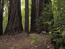 Skyline-to-the-Sea Trail