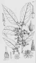 botanical illustration