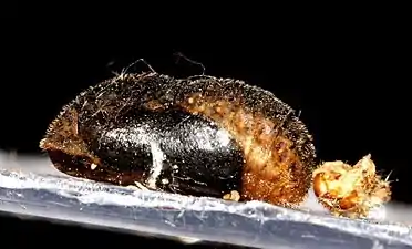 Pupa