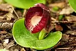 Slaty helmet orchid C. incurvus from N.S.W., Vic, Tas. and S.A.