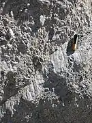 Slickensides developed on the surface of a small fault in quartzite in the Alpujarras