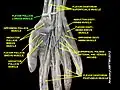 Flexor pollicis longus muscle