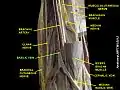 Basilic vein