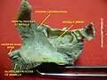 Medial surface of right maxilla. (Palatine process labeled at center.)