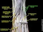 Extensor digitorum muscle