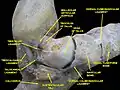 Ankle joint. Deep dissection.