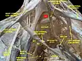 Lumbar and sacral plexus. Deep dissection. Anterior view.