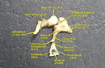 Auditory ossicles. Tympanic cavity. Deep dissection.