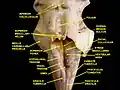 Fourth ventricle. Posterior view.Deep dissection.