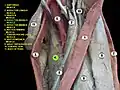 Adductor magnus muscle