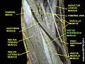 Vastus intermedius muscle