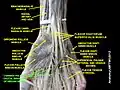 Common palmar digital branches of median nerve