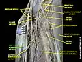 Posterior interosseous artery