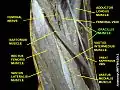 Gracilis muscle