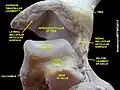 Ankle joint. Deep dissection.