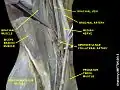 Brachial vein