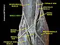 Basilic vein