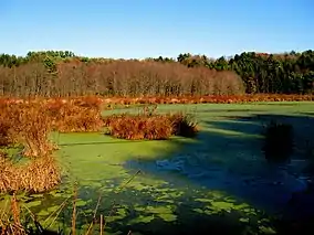 A lake covered with green algae and bright brown bog plants, a forested shore is in the background