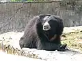 Sloth bear