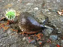 Arion sp., from Vancouver, BC