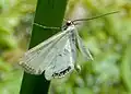 Small china-mark moth, Cataclysta lemnata, always found near water