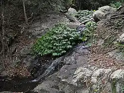 Small cascade above Mcgrory Falls.