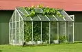 Image 1A small greenhouse with grapevines (Vitis vinifera) escaping from the roof hatch, In Gåseberg, Lysekil Municipality, Sweden