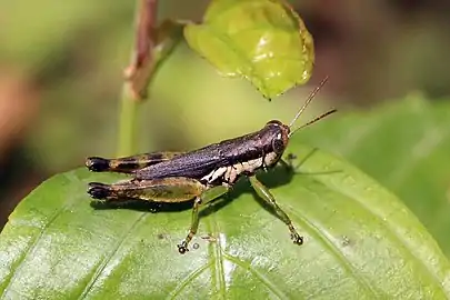 P. diminuta photographed in Sabah, Borneo