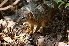 Brown striped euplerid