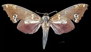 Female