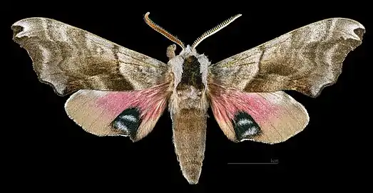 Male dorsal