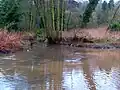 Confluence with the Smestow. After rain, the darker material from the tributary shows up very clearly as it flows into the sandy Stour.