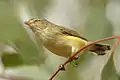 Weebill (Smicrornis brevirostris)