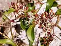 Smilax aspera in bloom