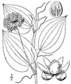 Line drawing showing floral details