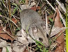 Brown dunnart