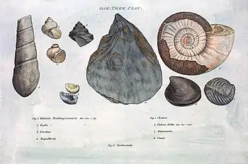 Image 5Illustration from William Smith's Strata by Organized Fossils (1817) (from History of paleontology)