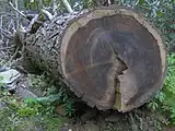 Trunk of a 400-year-old tree, near the Inadu Creek crossing