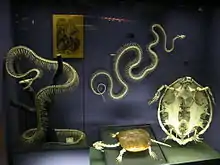 Image 33The skeletons of snakes are radically different from those of most other reptiles (as compared with the turtle here, for example), consisting almost entirely of an extended ribcage. (from Snake)